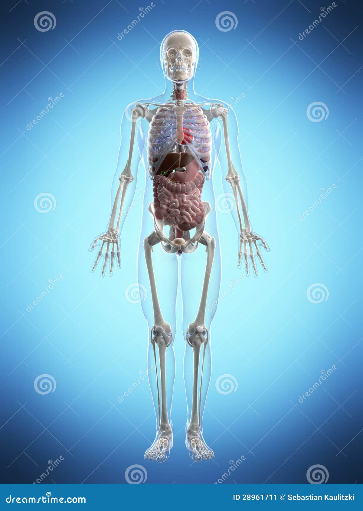 Male anatomy stock illustration. Illustration of blue - 28961711