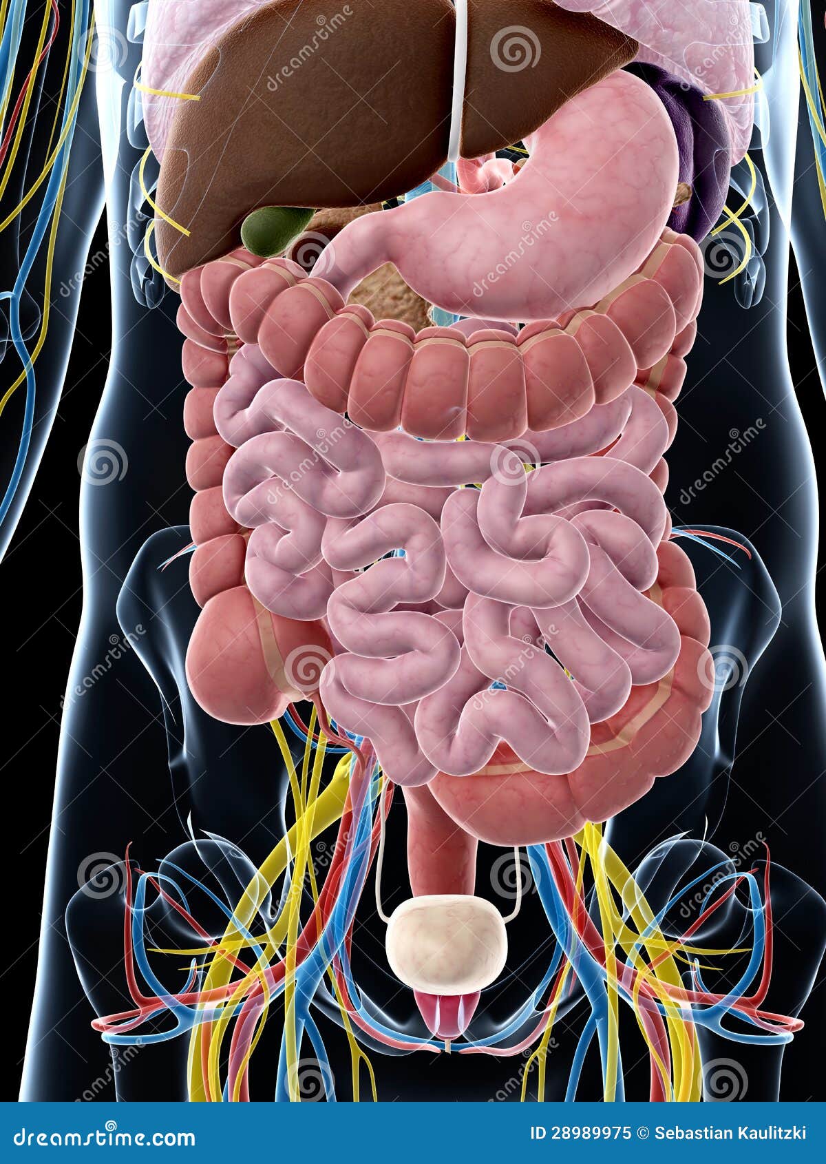 Male anatomy stock illustration. Illustration of artery 28989975