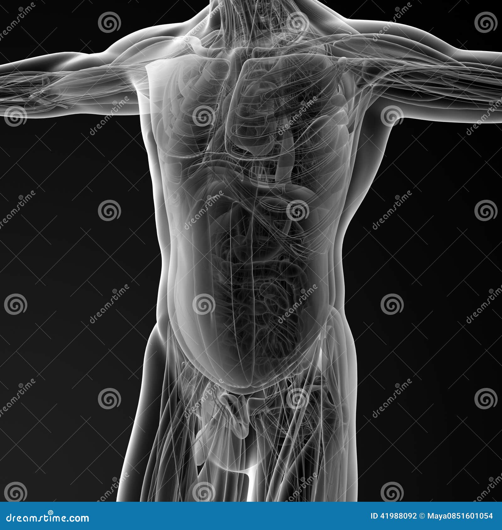 Male anatomy stock illustration. Illustration of graphic - 41988092
