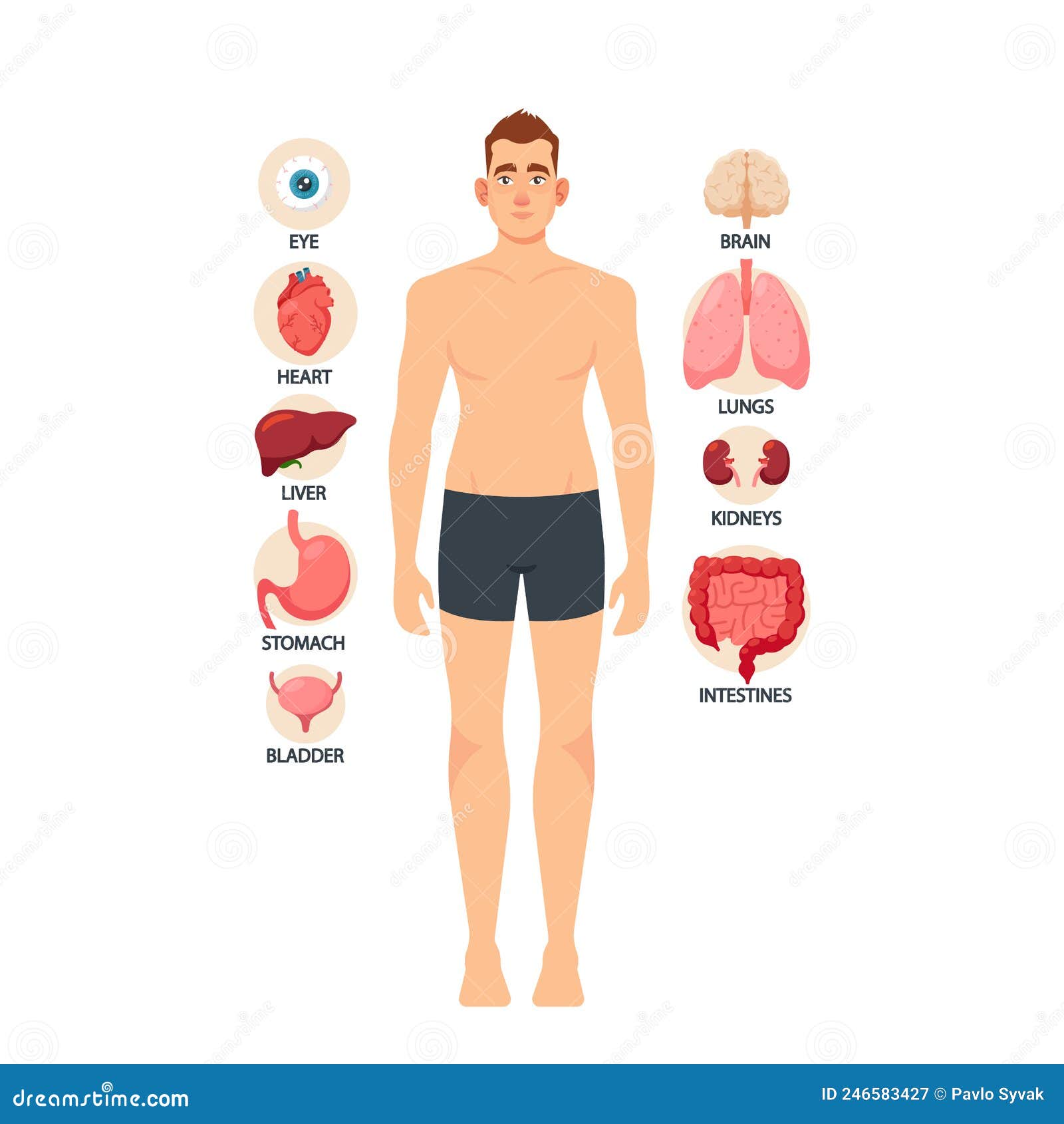 Male Anatomy, Human Body Organs, Educational Medical Info Poster. Eye