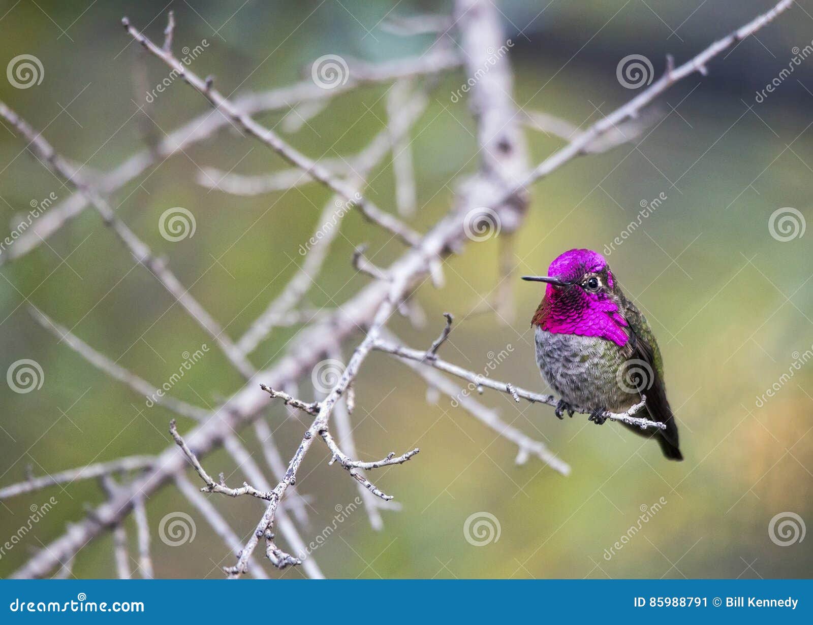 male anna`s hummingbird calypte anna