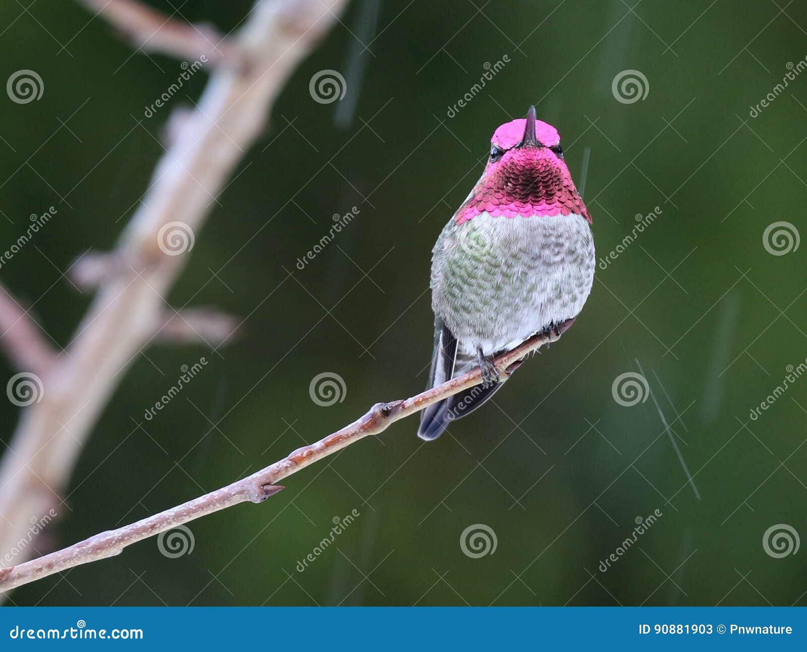 male anna`s hummingbird in the rain
