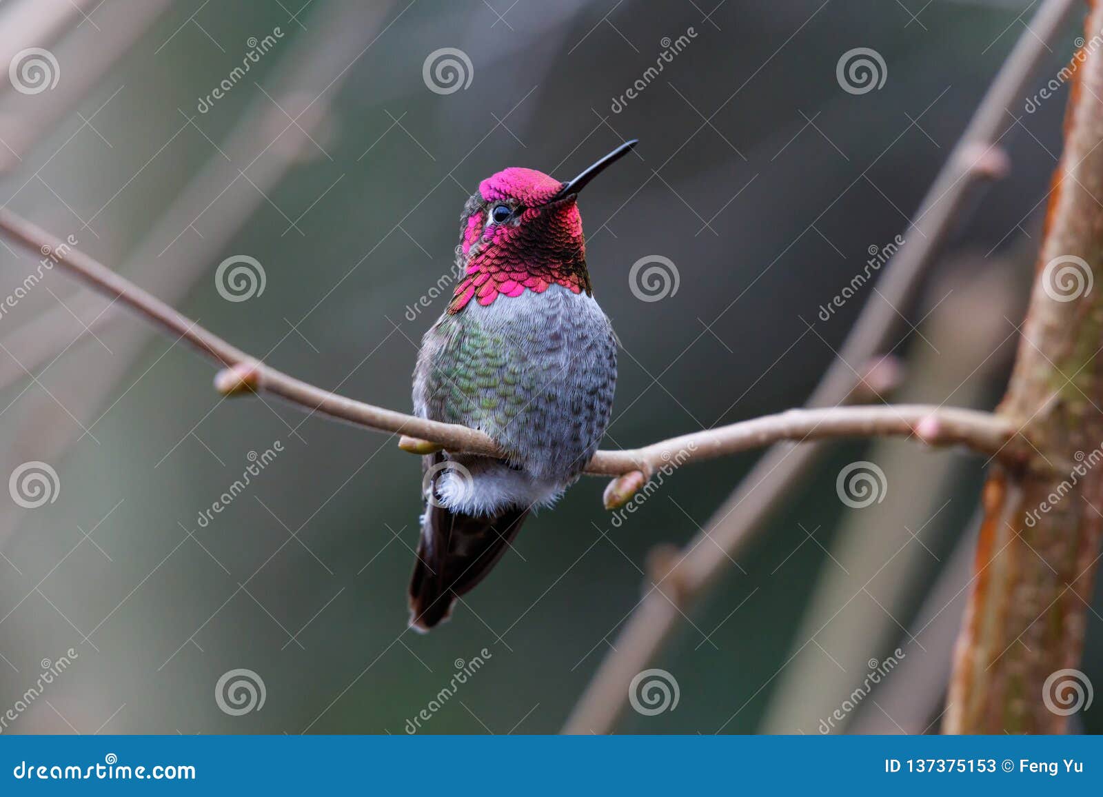 male annas hummingbird