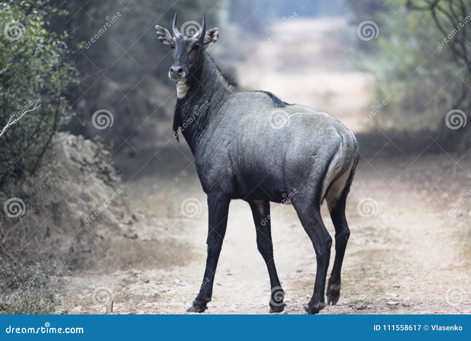 The Nilgai or Blue Bull is the Largest Asian Antelope Stock Image - Image of forest, adult: 111558617 The Nilgai or Blue Bull is the Largest Asian Antelope Stock Image - Image of forest, adult: 111558617