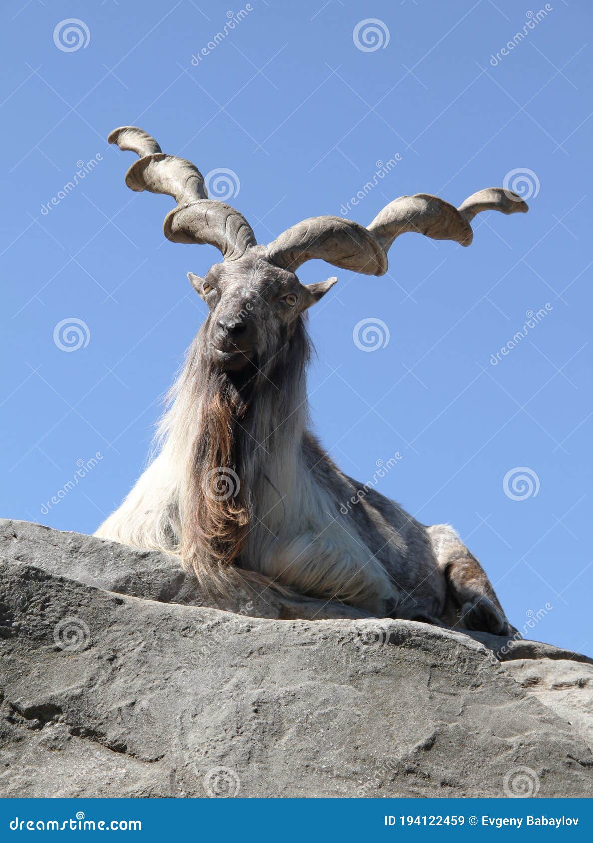 Mountain Goat Skull Stock Illustrations – 150 Mountain Goat Skull Stock  Illustrations, Vectors & Clipart - Dreamstime