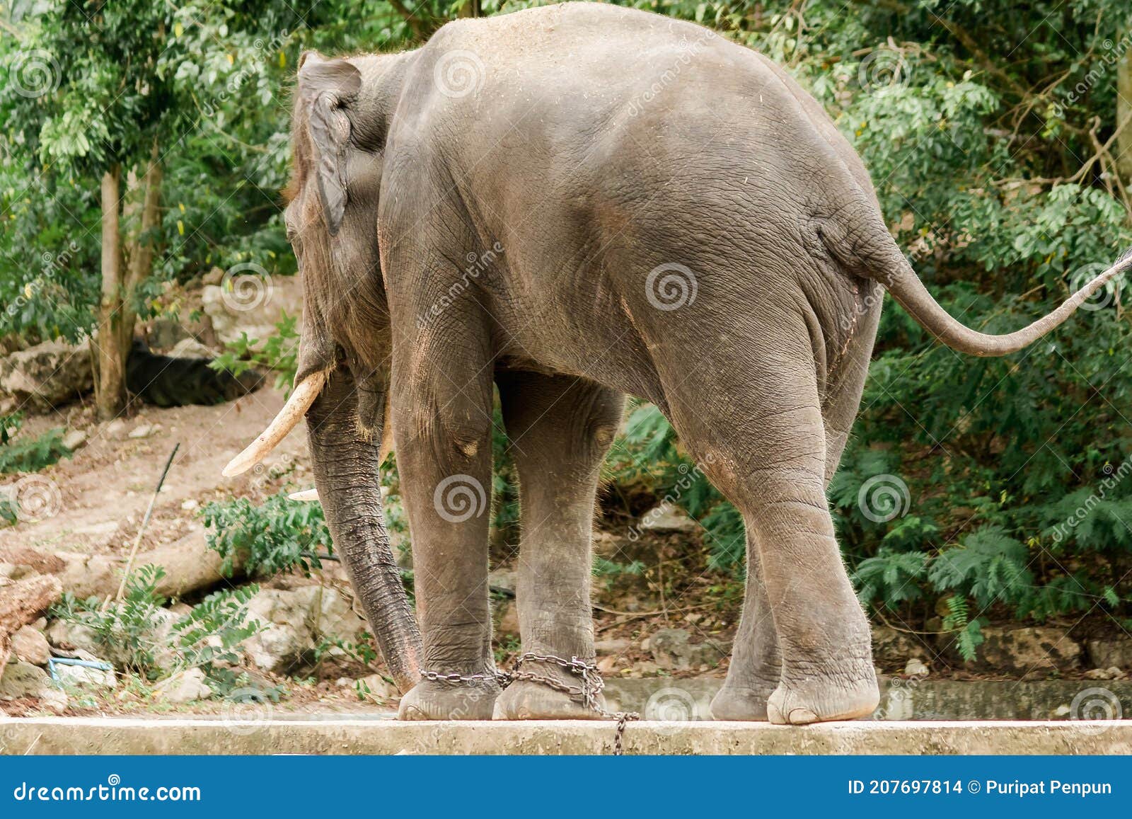 291 Elephant Sex Stock Photos - Free & Royalty-Free Stock Photos from  Dreamstime