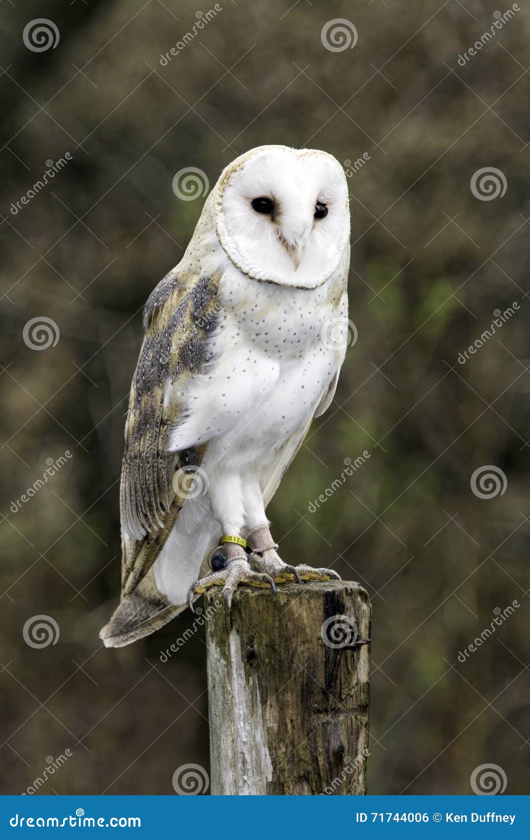 Male Barn Owl Stock Photo Image Of Feather Predators 71744006
