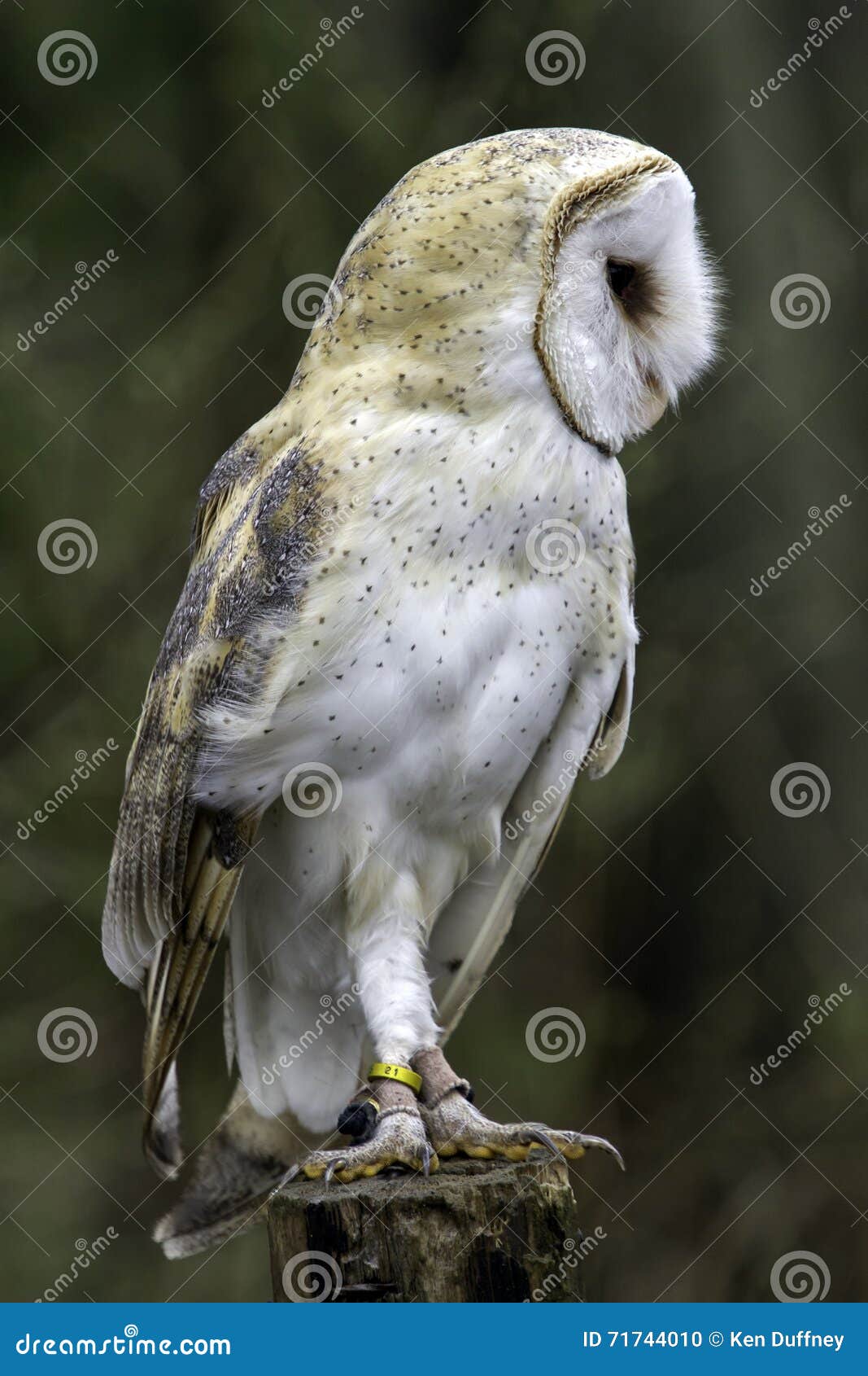 Male Barn Owl Stock Photo Image Of Ghost Feather Stocky 71744010