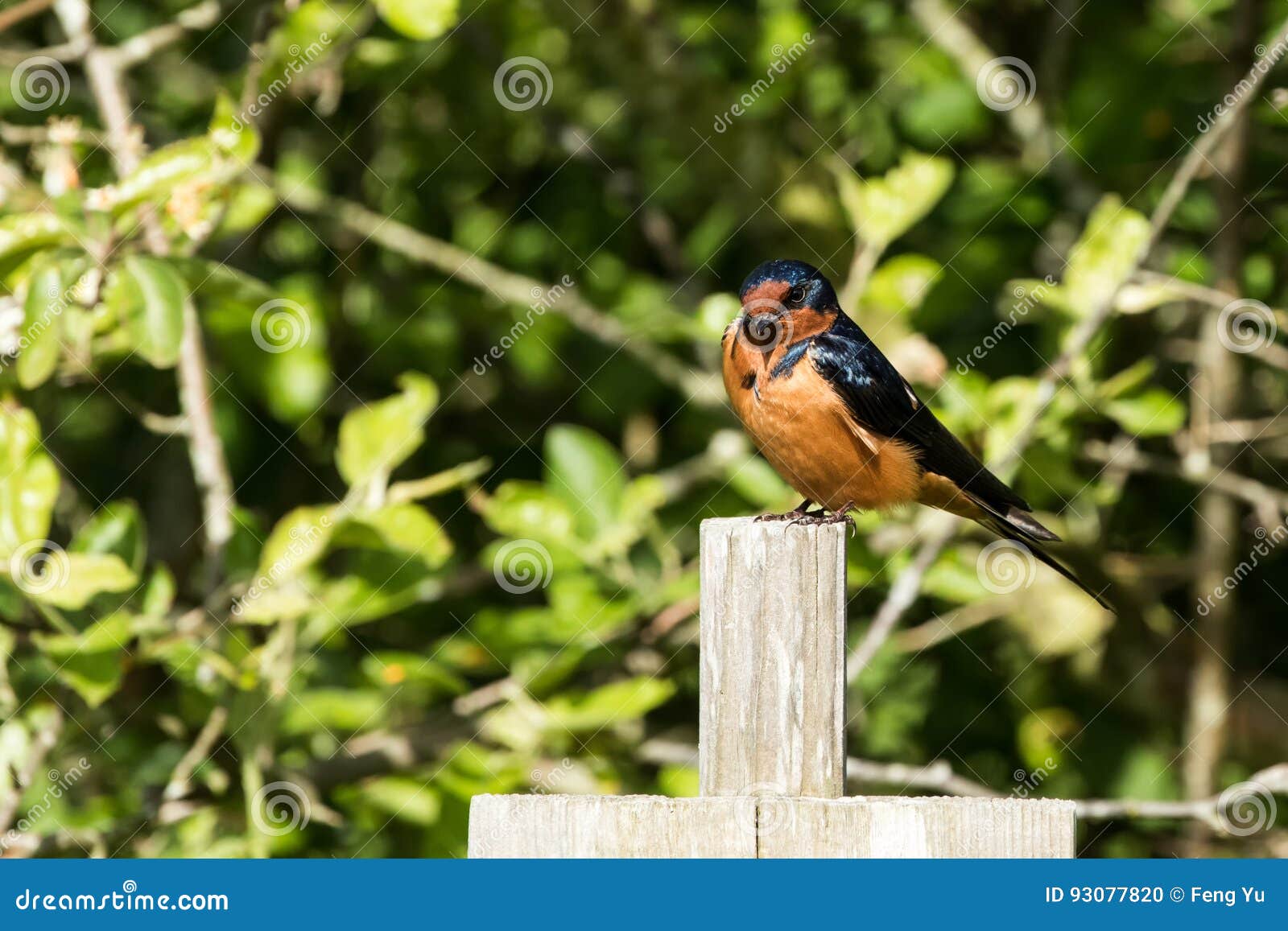 Male Barn Swallow Stock Photo Image Of Swallow Bird 93077820
