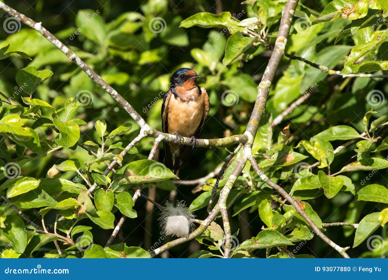 Male Barn Swallow Stock Photo Image Of Vancouver Organism 93077880