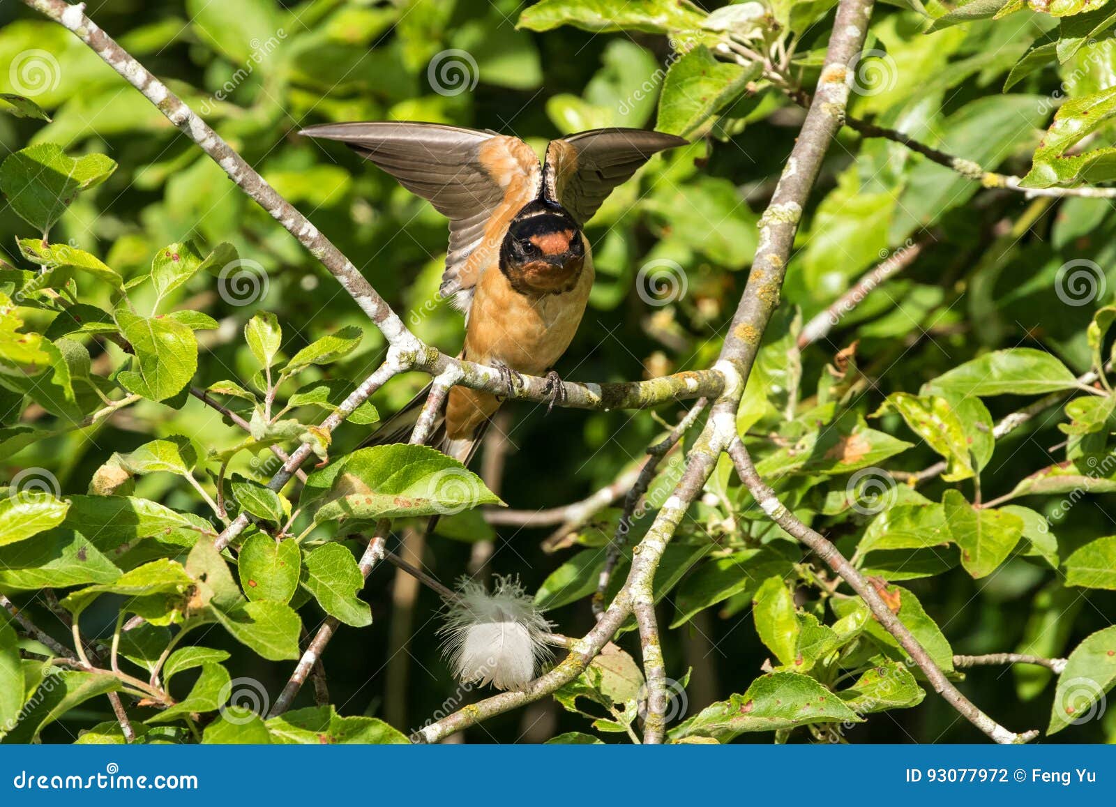 Male Barn Swallow Stock Photo Image Of Flora Swallow 93077972
