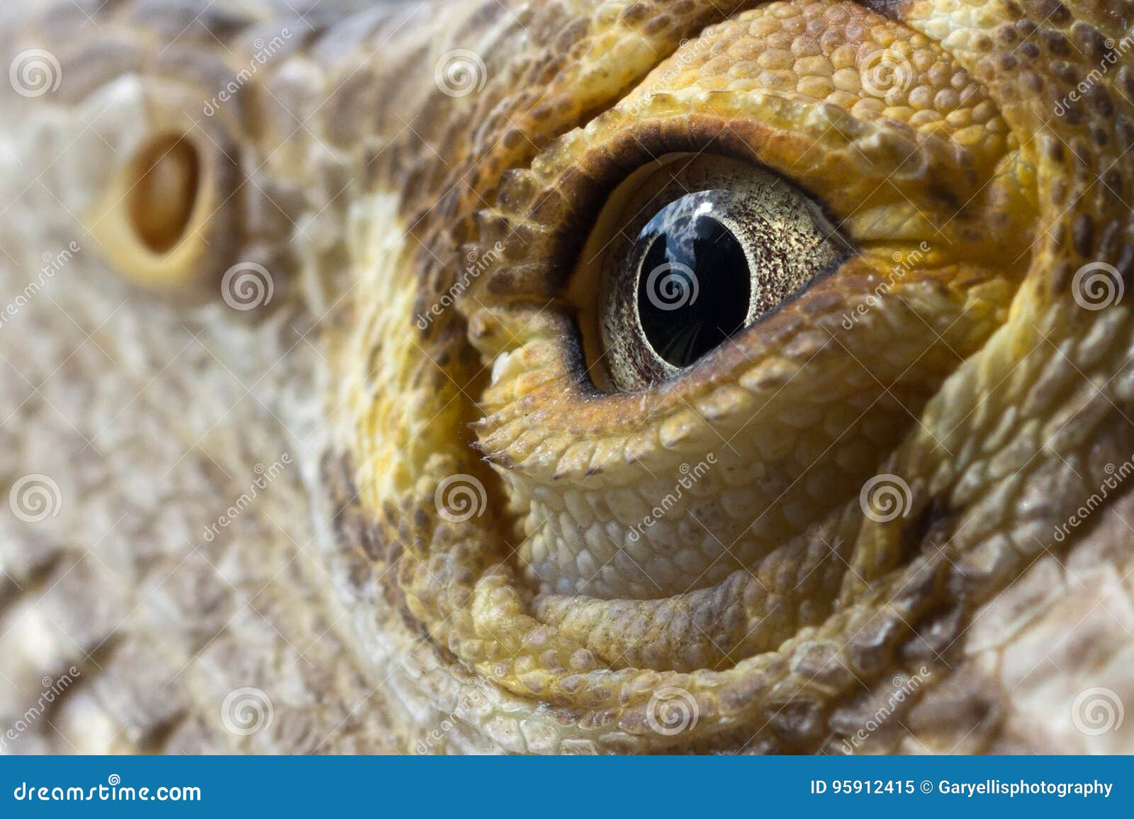 droppy eyelids reptile droppy eyelids reptile