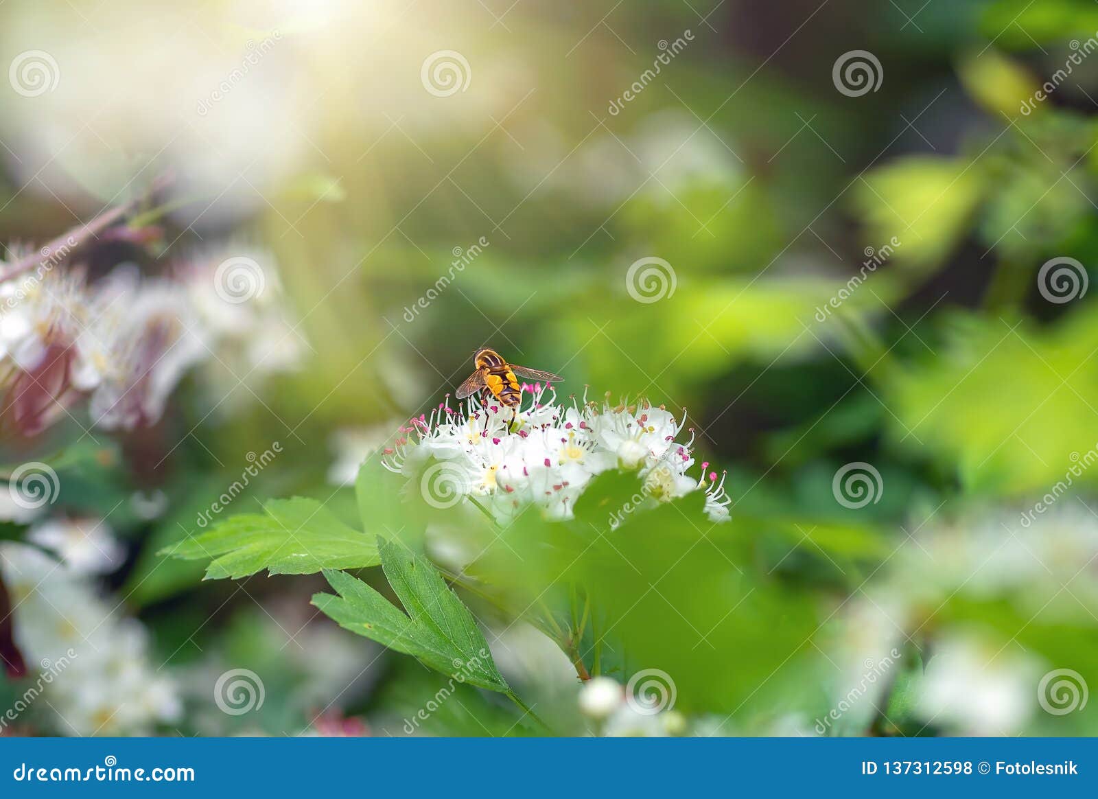 male bee sitting on flowers hawthorn, closeup