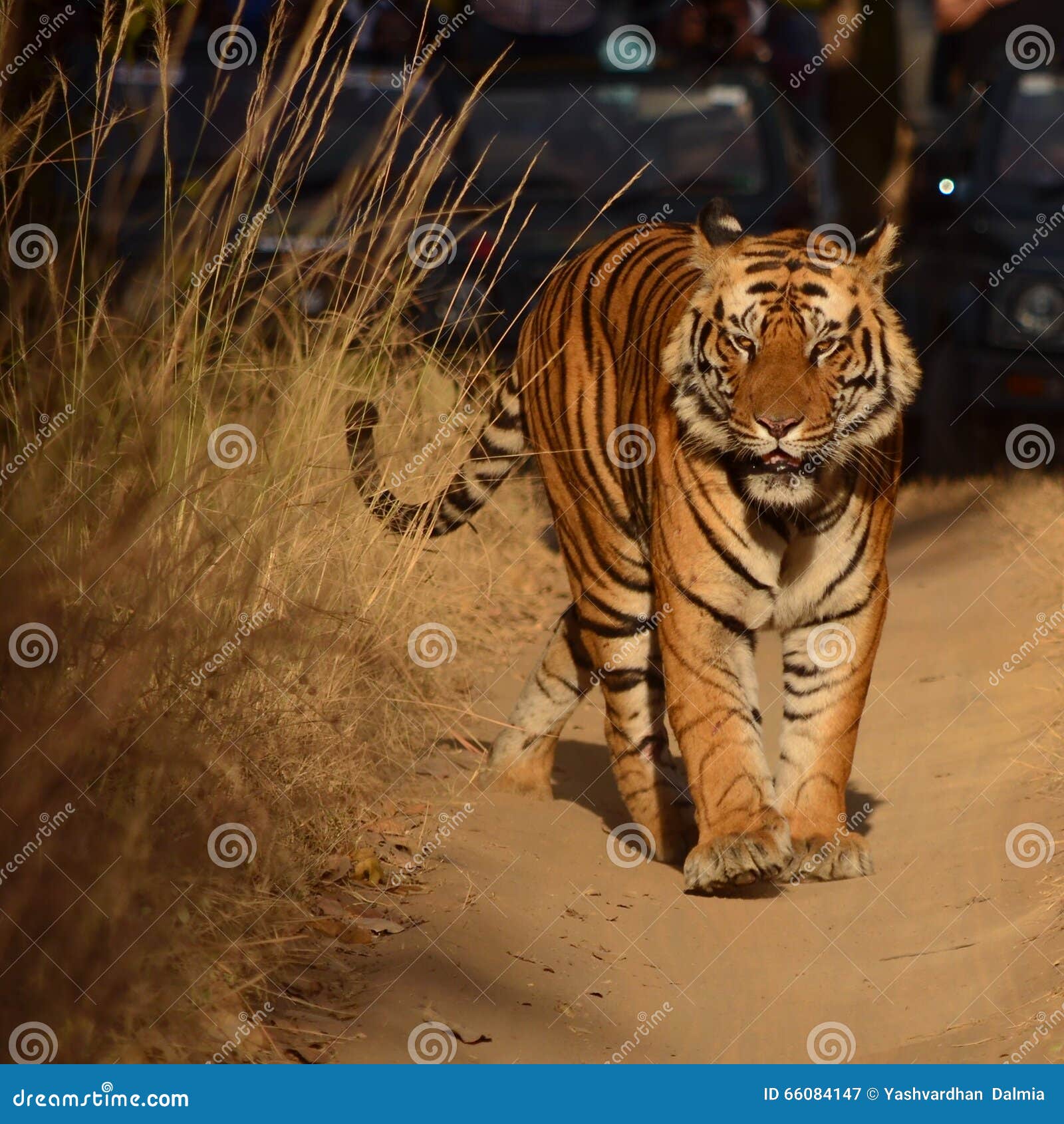 My Image 22