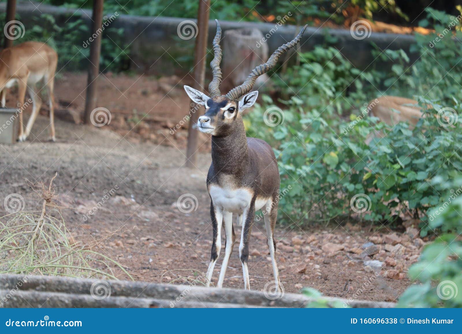 Male Black Buck, Antelope Cervicapra Stock Photo - Image of couple, cervicapraindian: 160696338 Male Black Buck, Antelope Cervicapra Stock Photo - Image of couple, cervicapraindian: 160696338