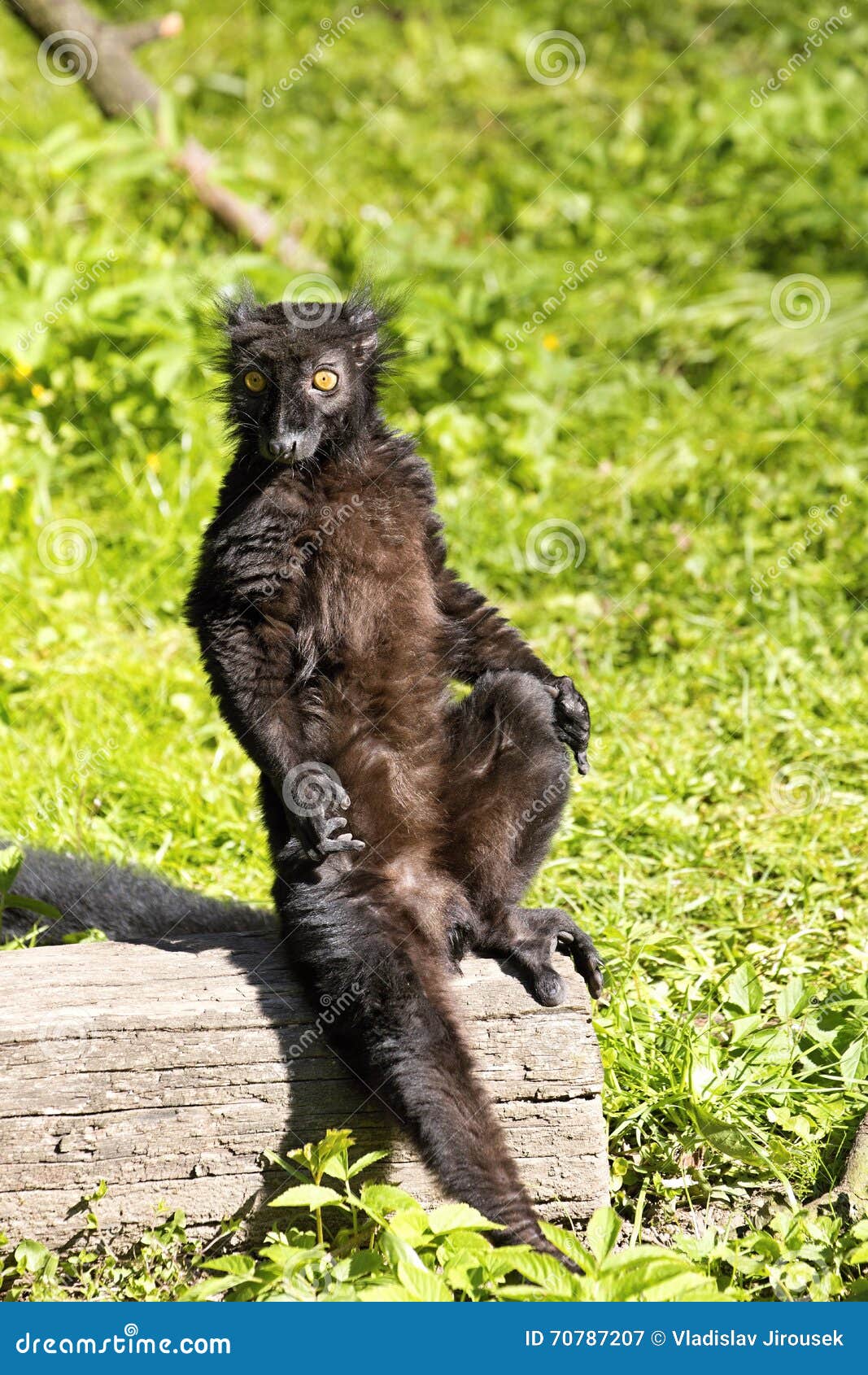 male black lemur, eulemur m. macaco