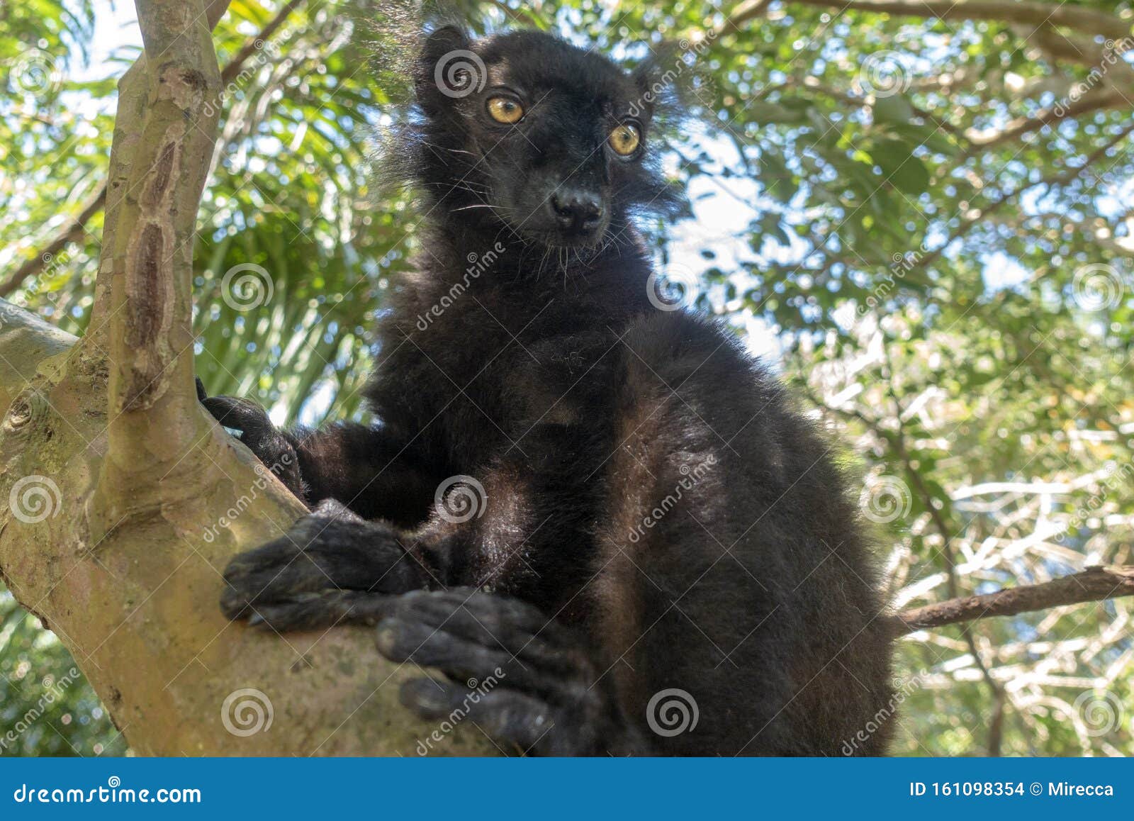 male black lemur, eulemur macaco, madagascar, africa.