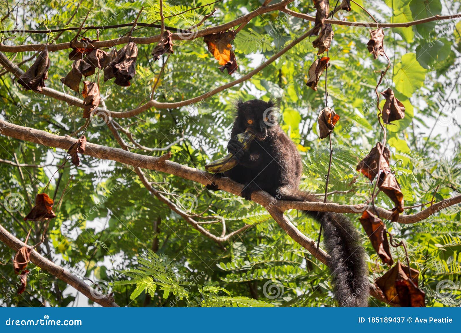 male black lemur eulemur macaco sitting eating a banana, madagascar