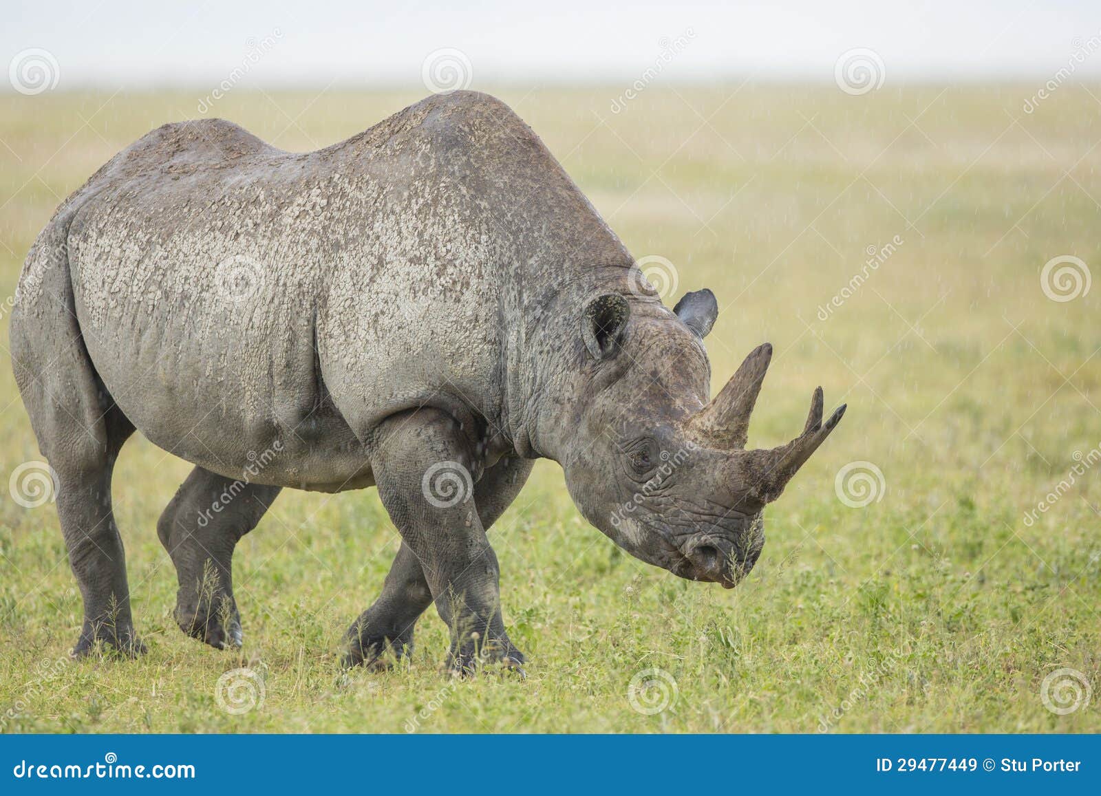 male black rhino (diceros bicornis) tanzania