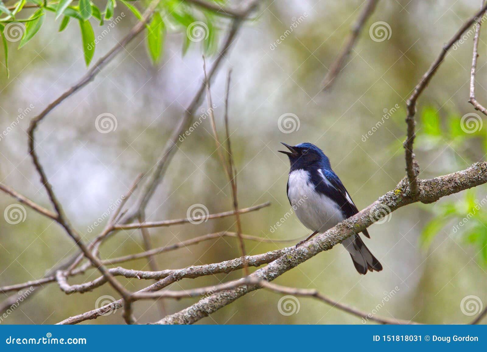 male black-throated blue warbler setophaga caerulescens singing