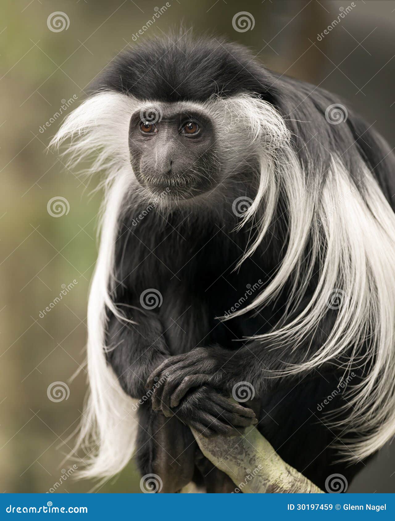 colobus monkey