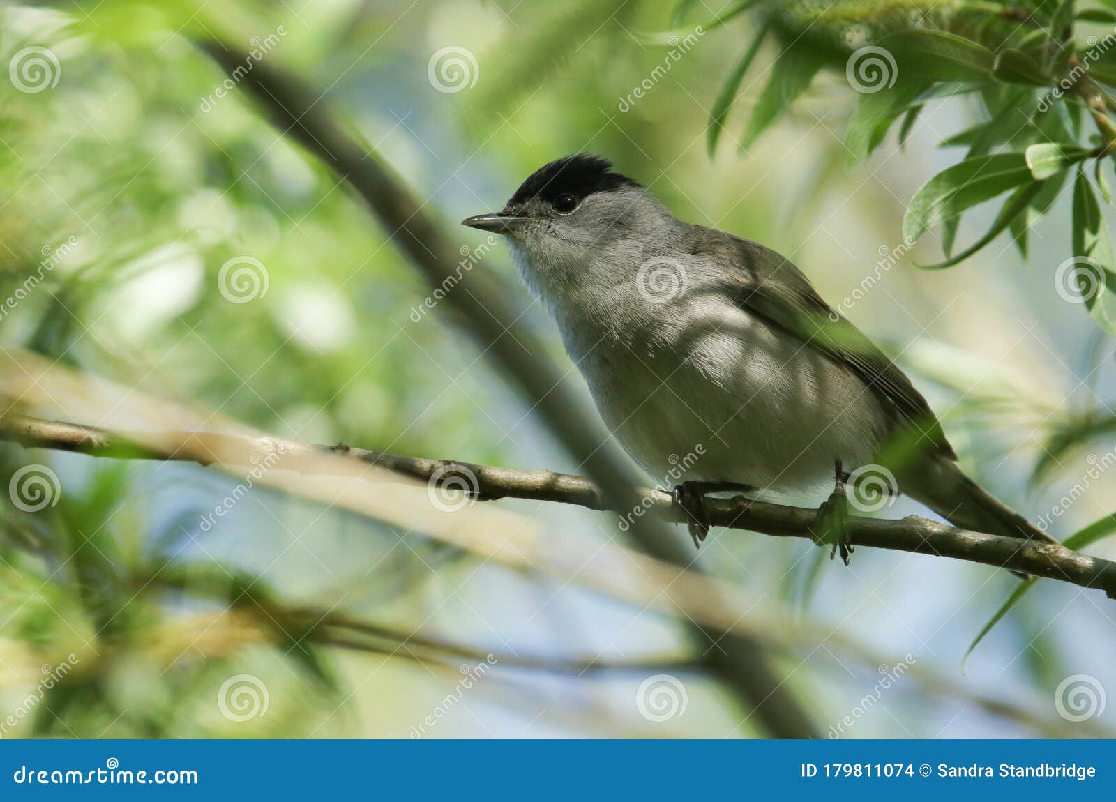 male blackcap