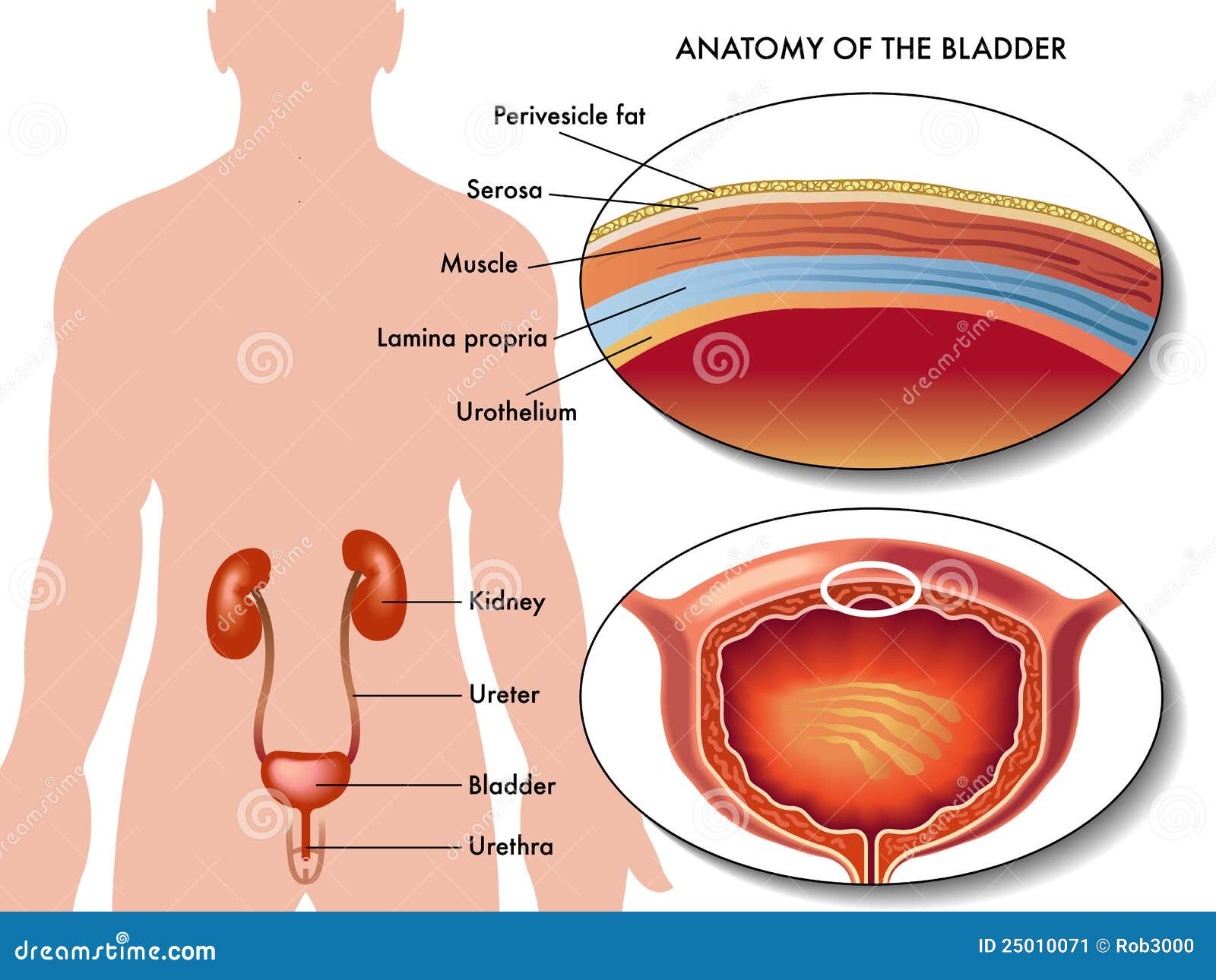 male bladder