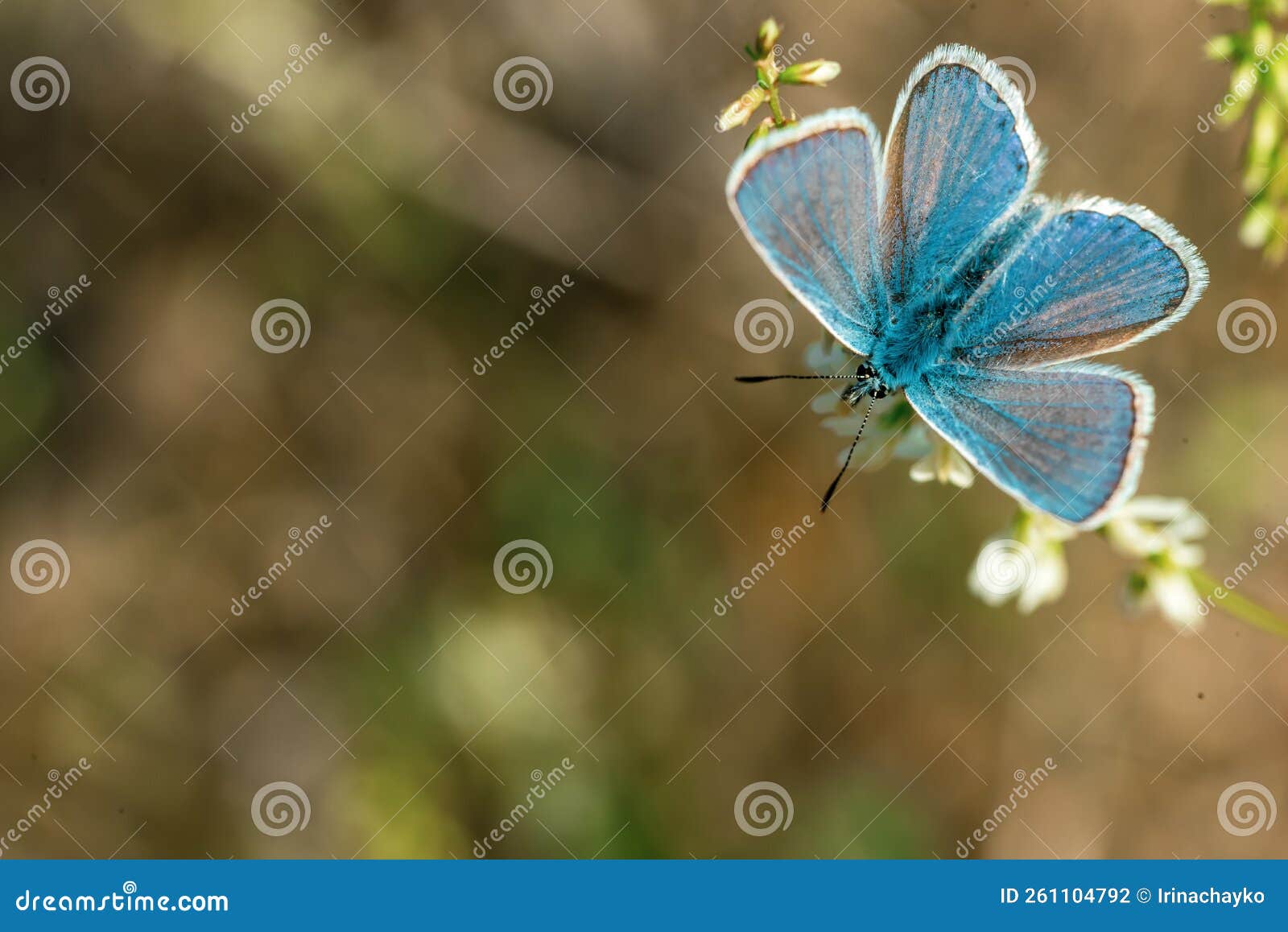 A Male Blue Copper Butterfly on a Field Flower. Stock Photo Image of
