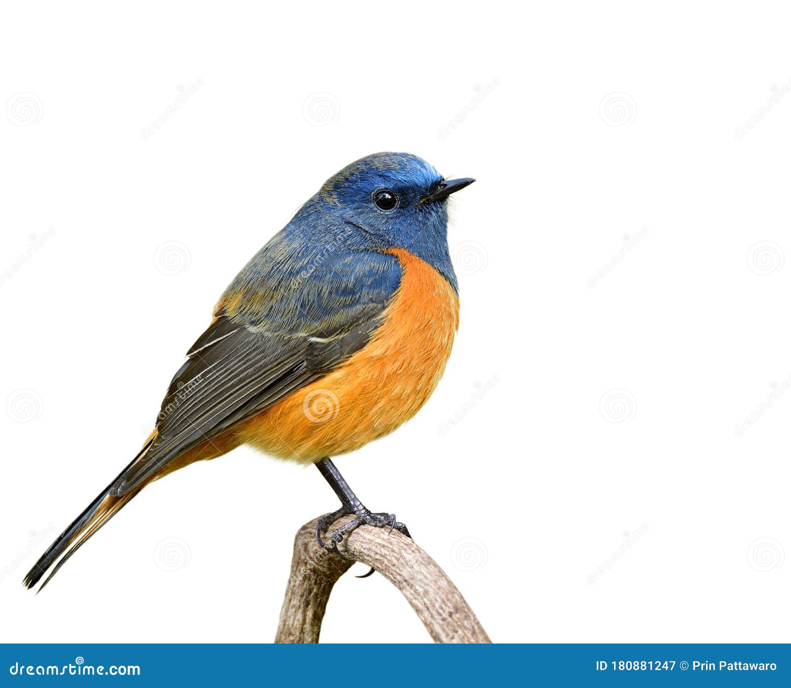 All 34+ Images blue bird with orange belly long beak Latest All 34+ Images blue bird with orange belly long beak Latest