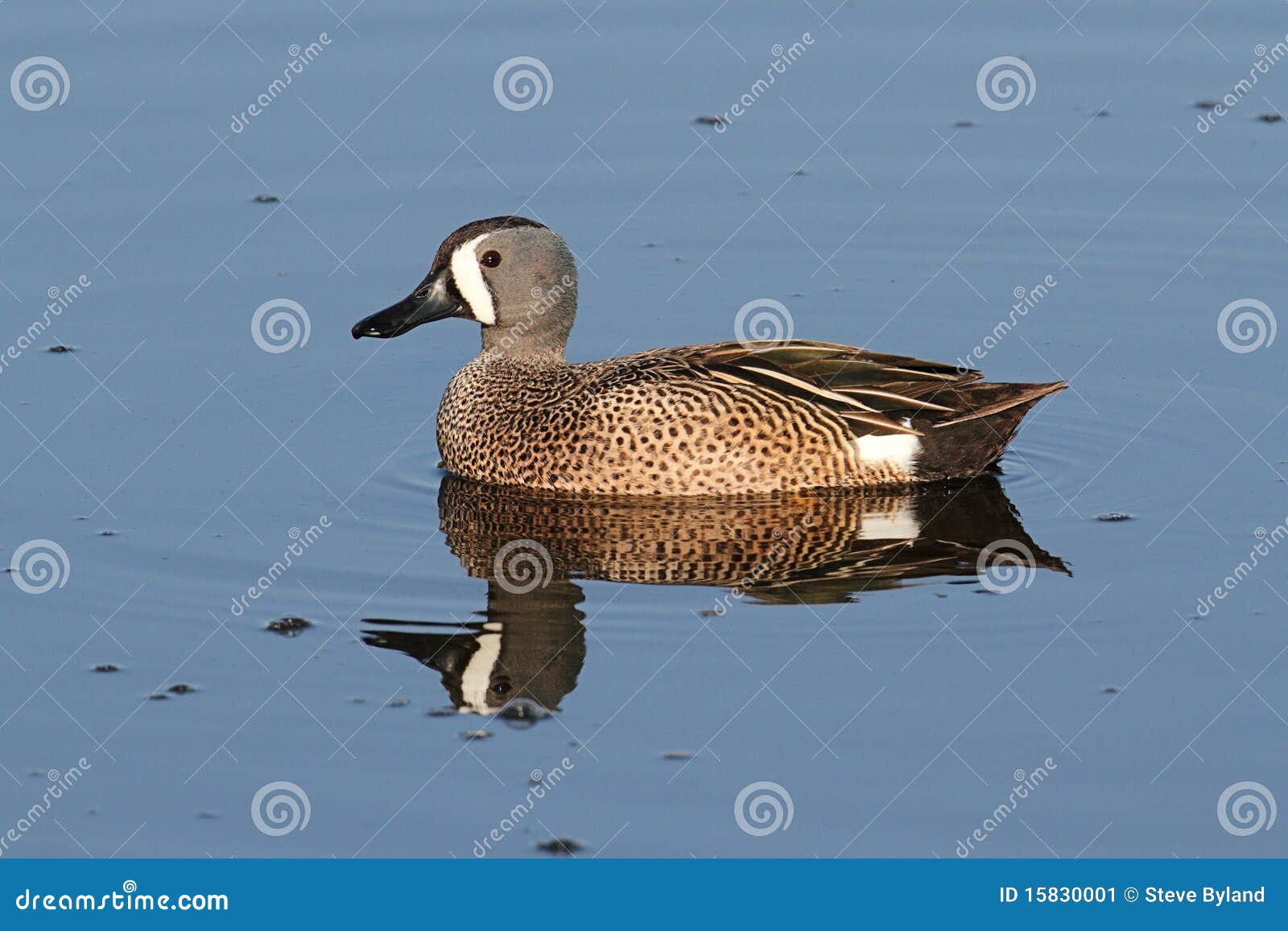 Male Bluewinged Teal stock image. Image of nature, blue 15830001