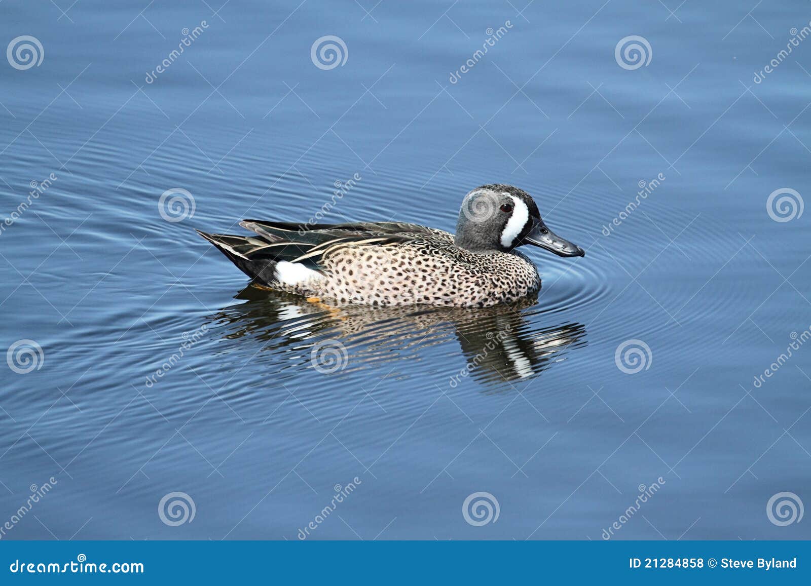 Male Bluewinged Teal stock photo. Image of birds, pond 21284858