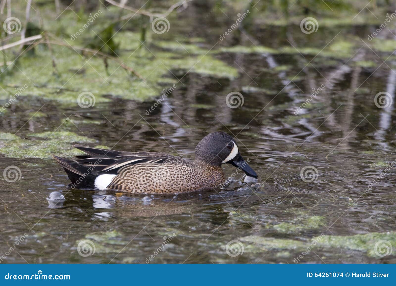 Male Bluewinged Teal, Anas Discors Stock Photo Image of colorful