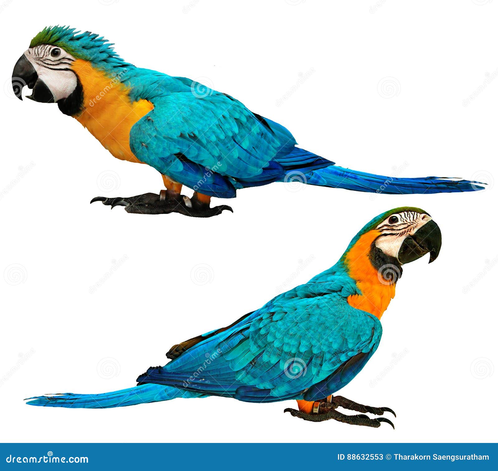 Macaw 1 5 15 download free pc