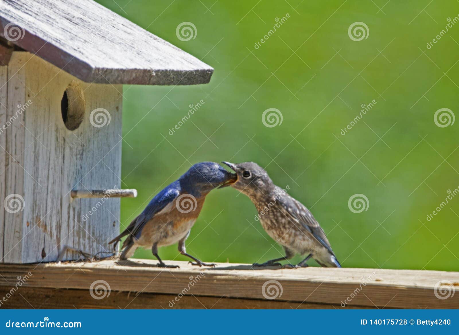 download feeding mealworms to birds download feeding mealworms to birds