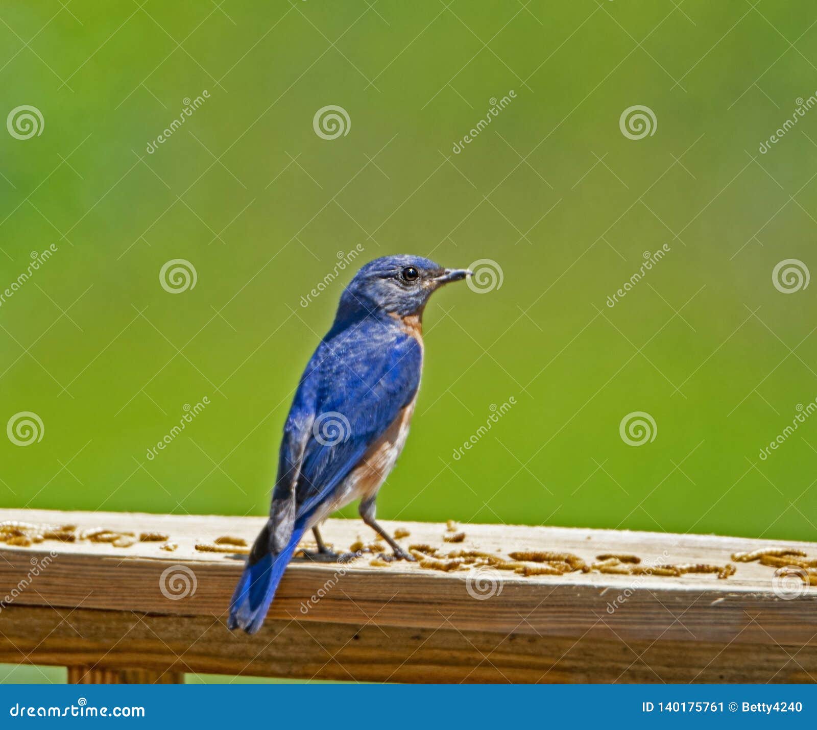 download feeding bluebirds mealworms download feeding bluebirds mealworms