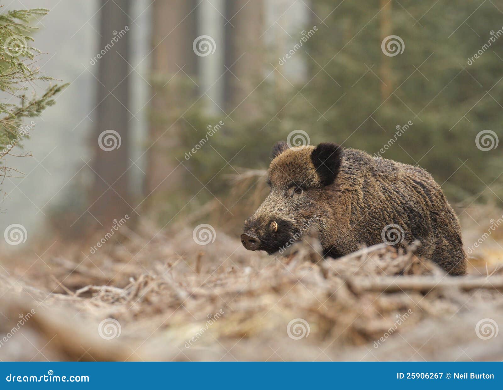 male boar in the forest