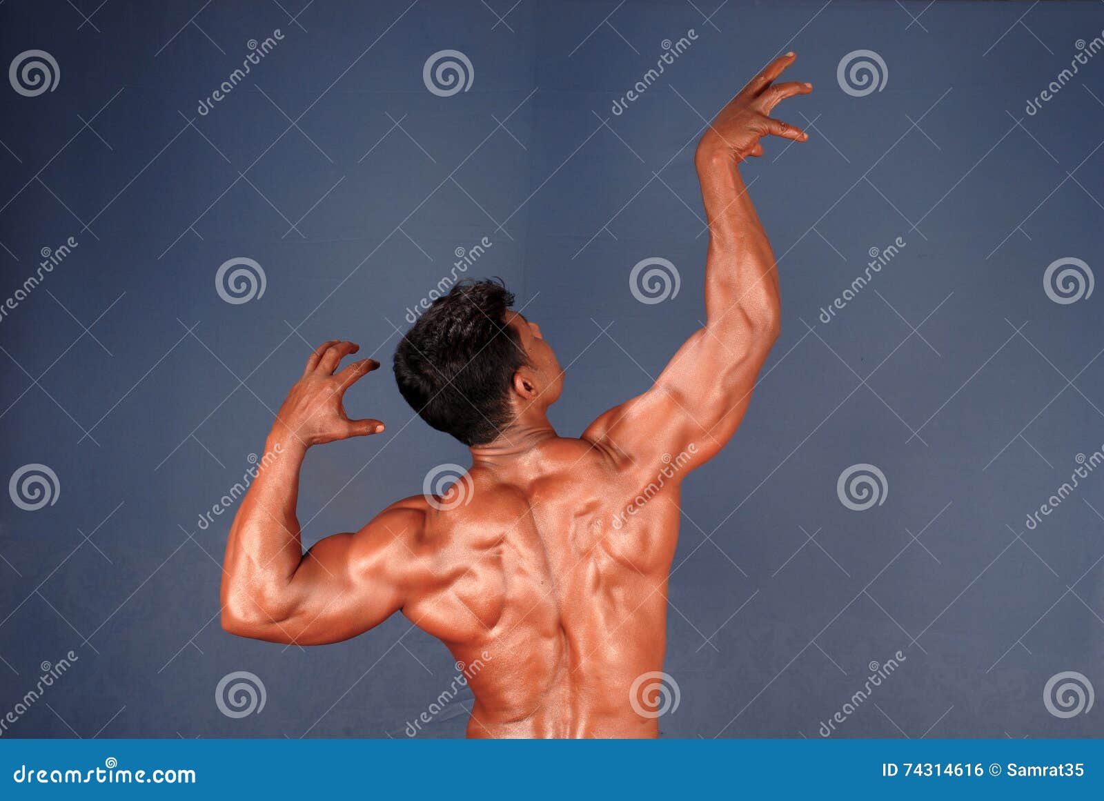 Male Body Builder stock photo. Image of muscle, biceps 74314616