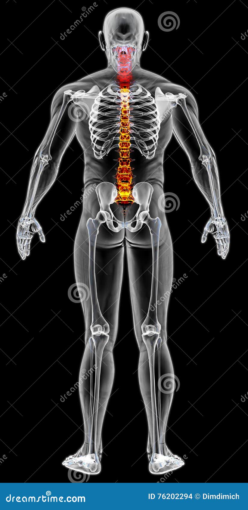 Male Body stock illustration. Illustration of bone, backbone - 76202294