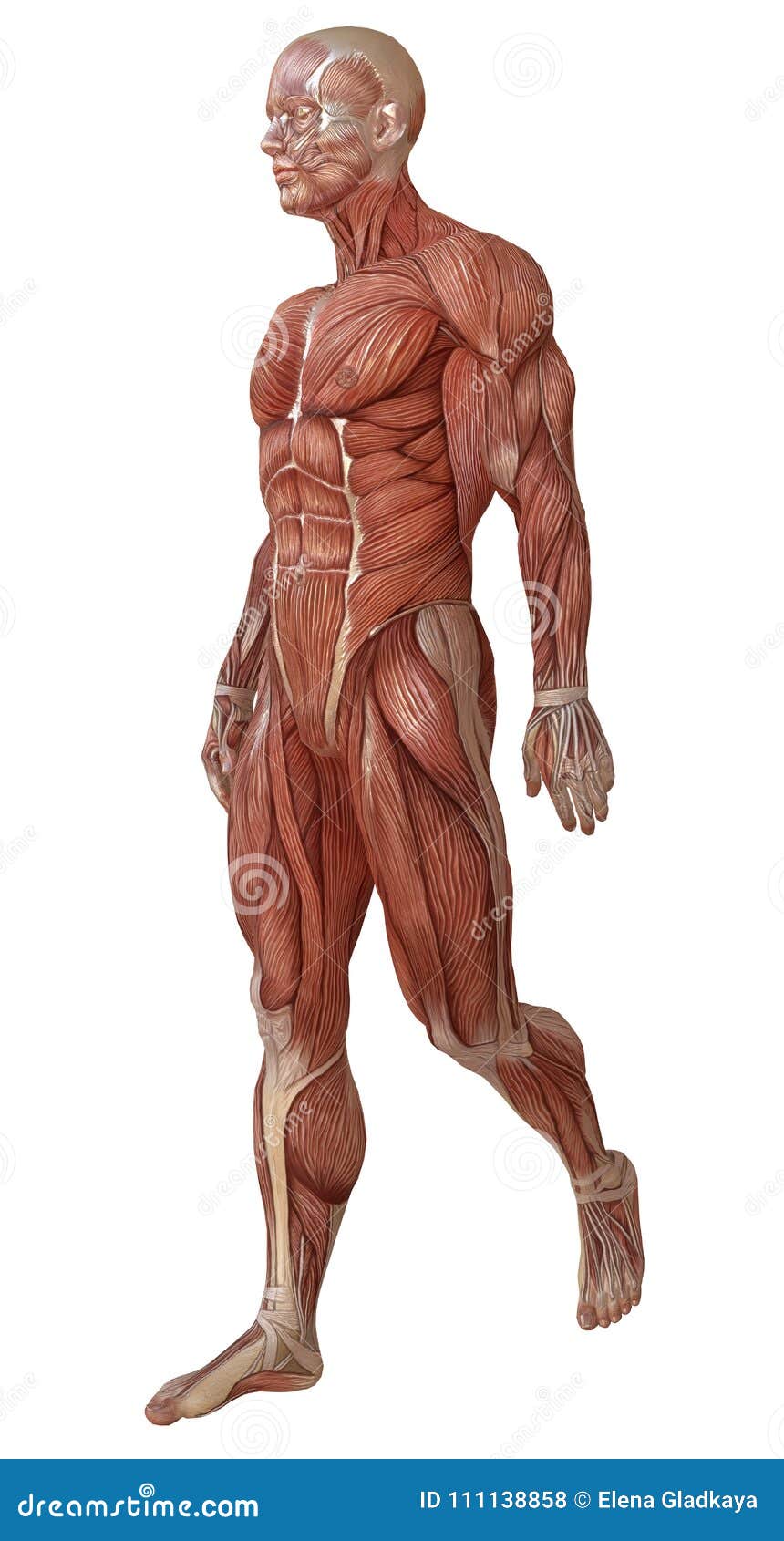 Male Body Without Skin, Anatomy And Muscles 3d Illustration Isolated On