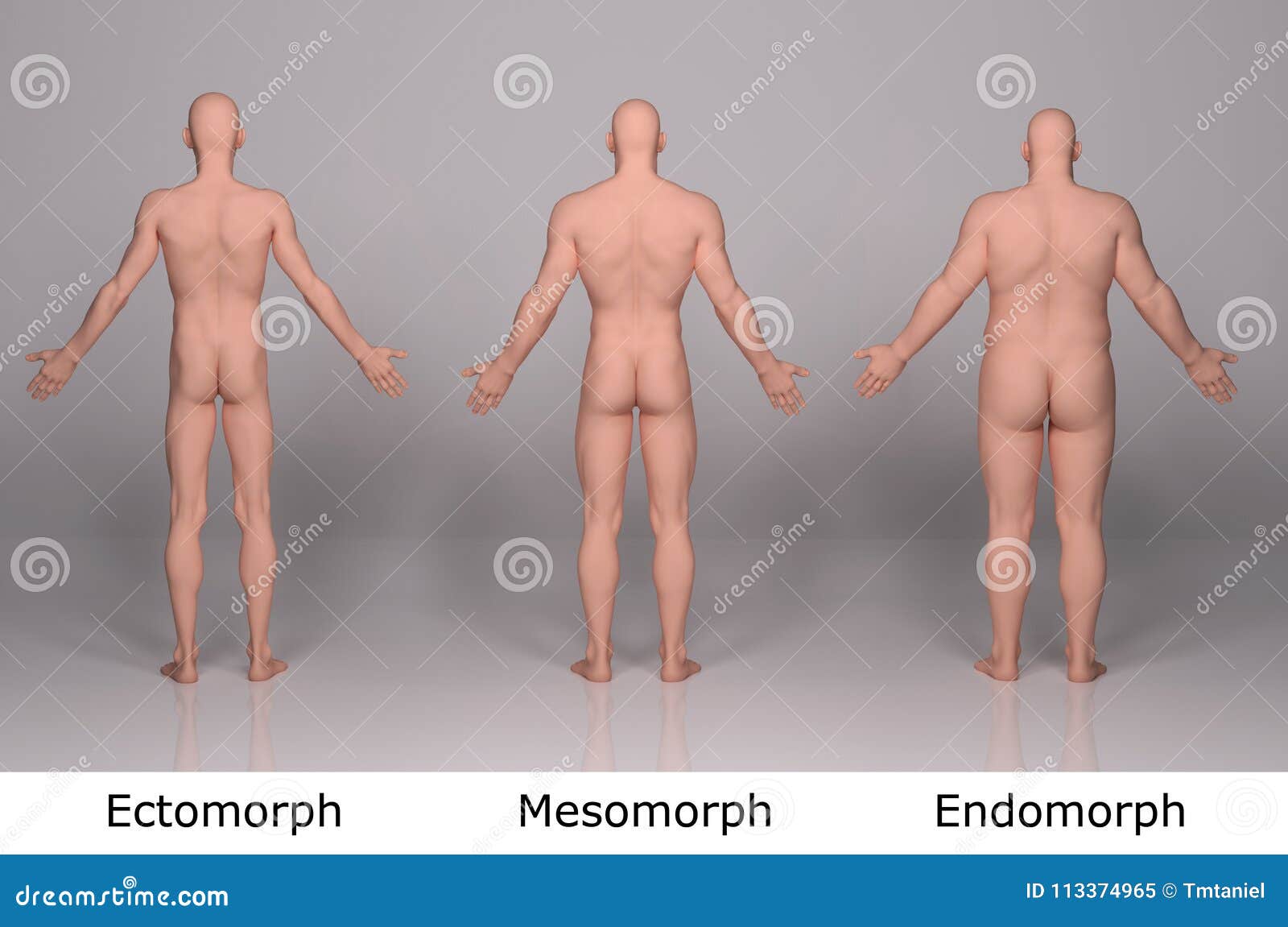 A 3D Illustration of a Male Body with an Endomorph Body Type Stock  Illustration - Illustration of weight, lifestyle: 280027077