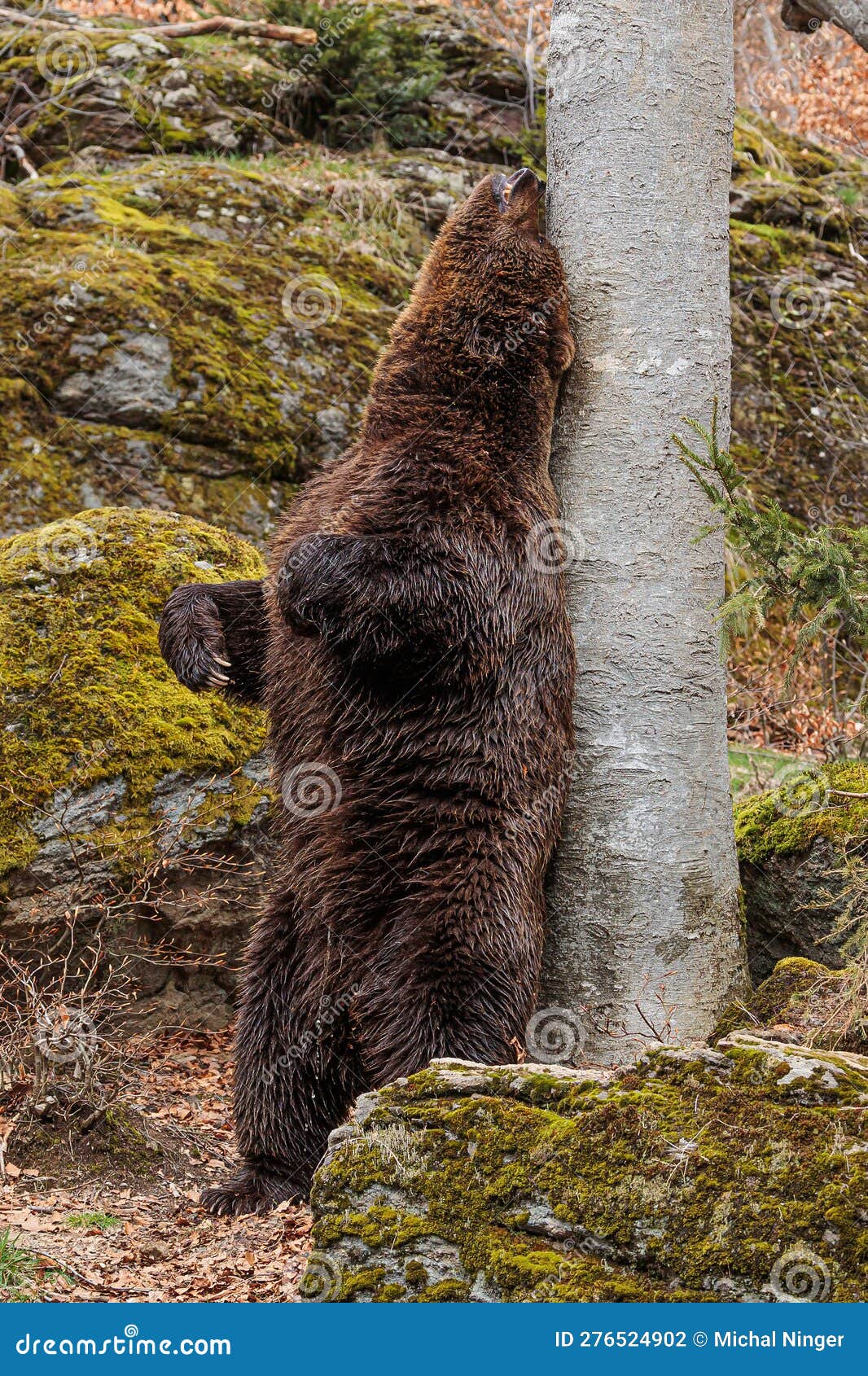 Male Brown Bear (Ursus Arctos) Rubs His Back Against a Tree Stock Photo Image of head, attack