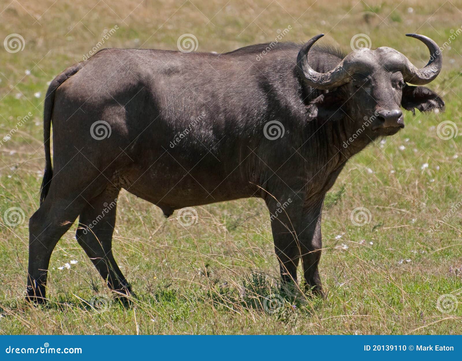 Male Buffalo, Kenya stock photo. of forest, africa 20139110