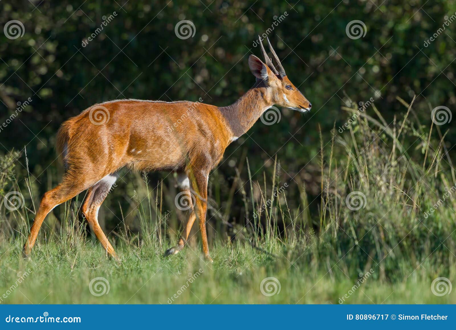 male bushbuck walking, masai mara, kenya