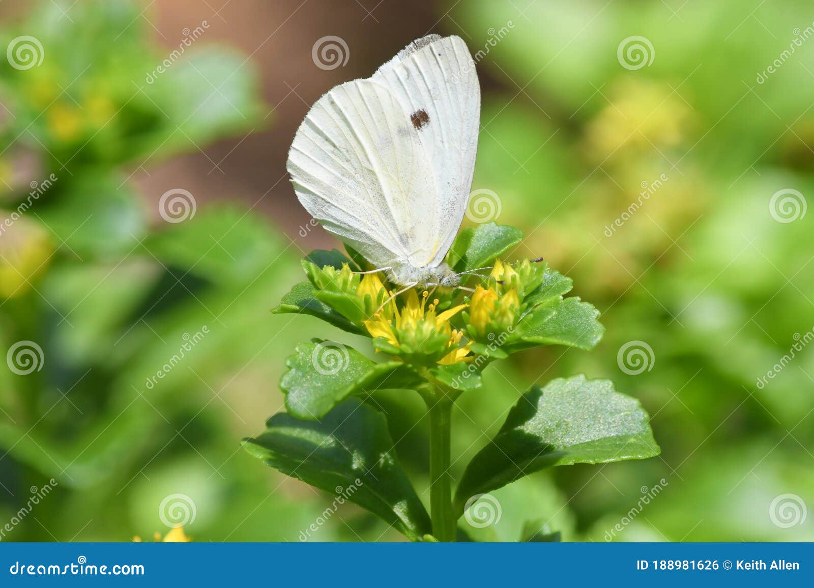 A Male Cabbage White Butterfly on a Sedum Flower Stock Photo Image of