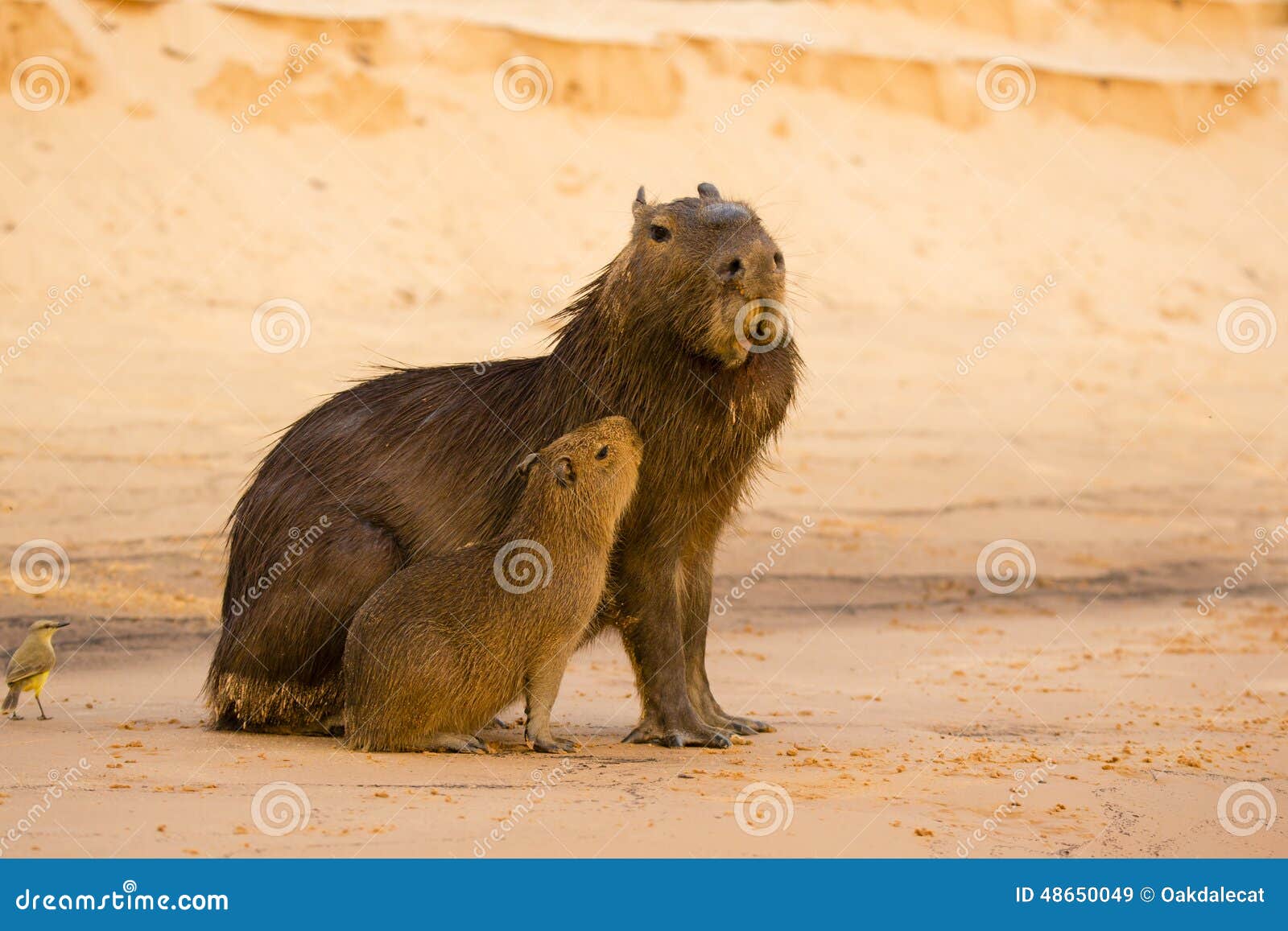 male capybara with deformed mouth, and baby