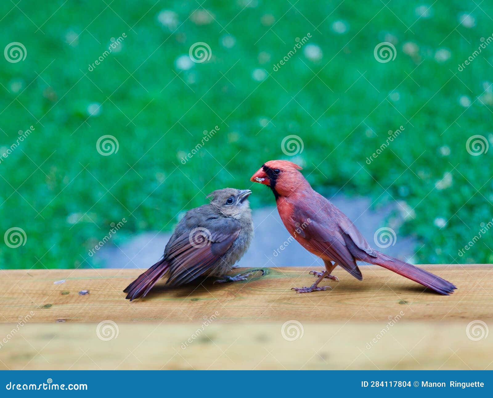 Male Cardinal Feeding Young Chick Stock Photo Image of feeds, young