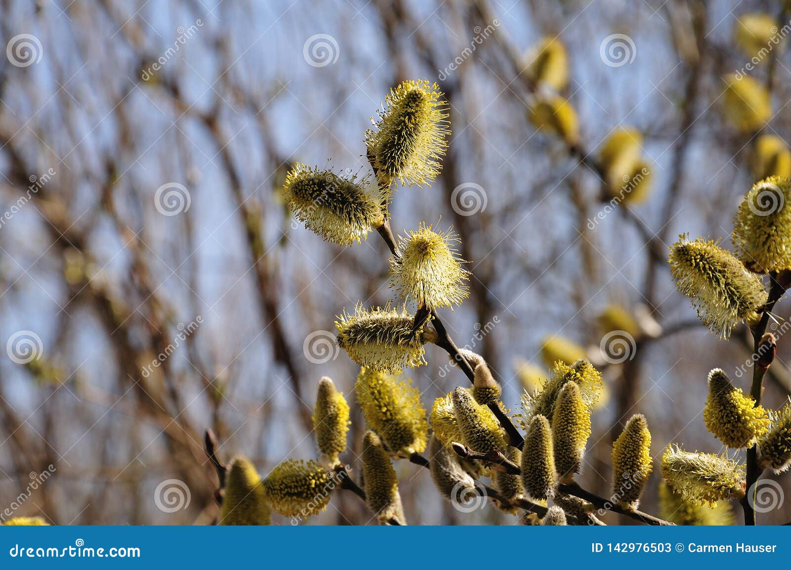 Male Catkins of a Willow Tree with Pollen Stock Image Image of fluffy
