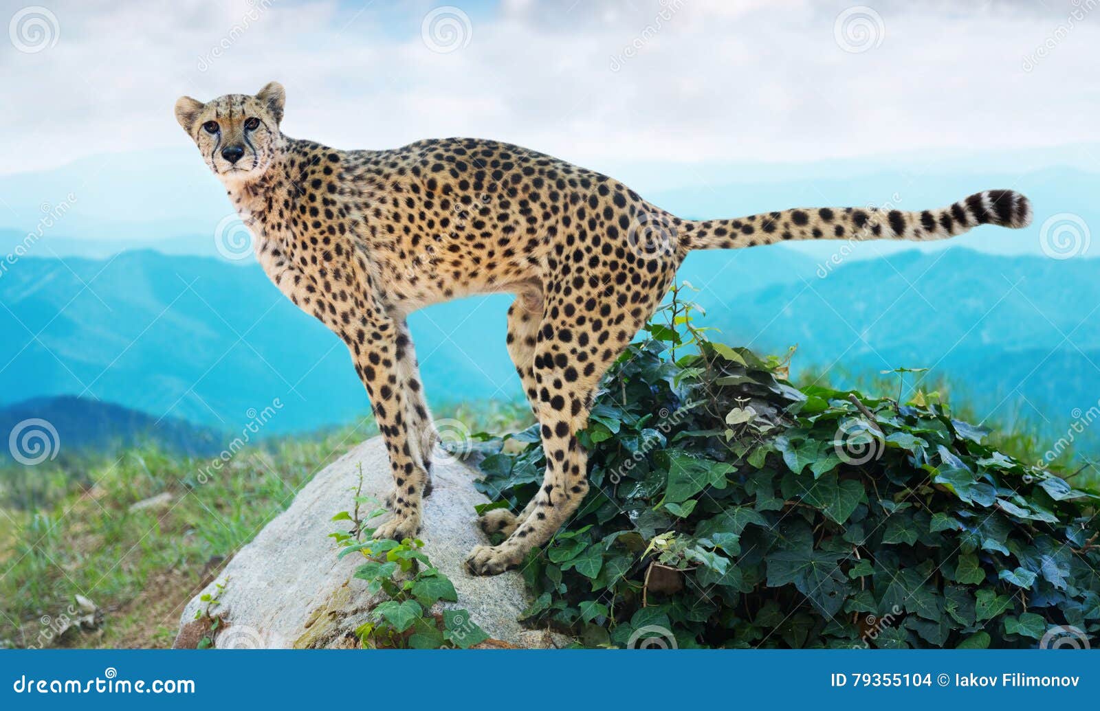 male cheetah standing on stone at wildness