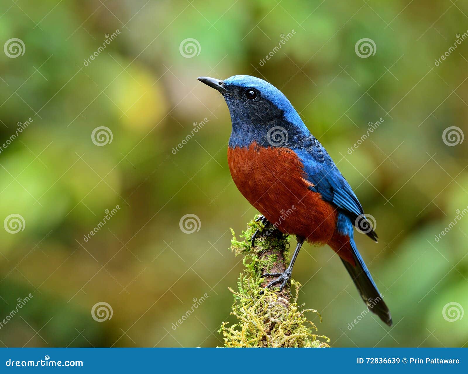 male of chestnut-bellied rock thrush (monticola rufiventris) the