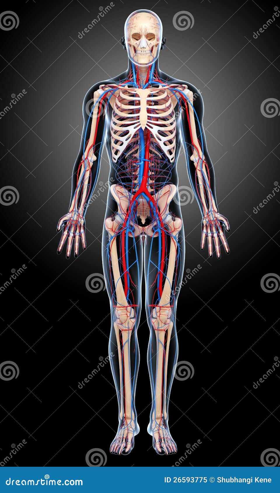 Male Circulatory System In Black Stock Illustration - Illustration of